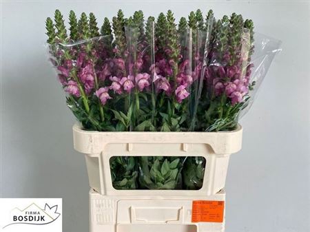 <h4>Antir Mary Lavender</h4>