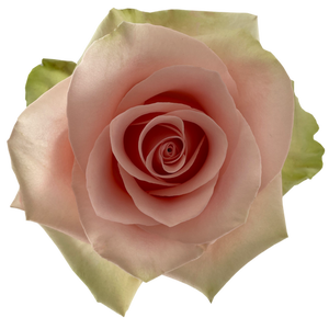 Rosa Premium Absolut in Pink