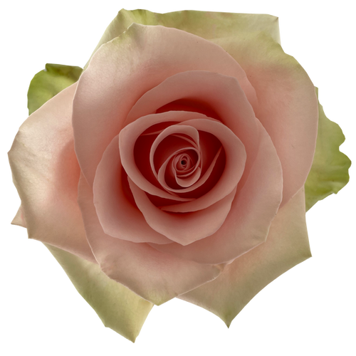 <h4>Rosa Premium Absolut in Pink</h4>