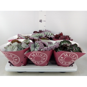Begonia BD 'Beleaf'   ...mix