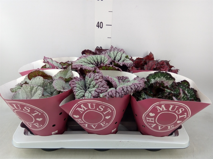 <h4>Begonia BD 'Beleaf'   ...mix</h4>