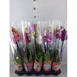 Phalaenopsis   ...mix  5