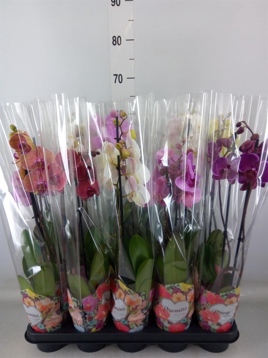 <h4>Phalaenopsis   ...mix  5</h4>