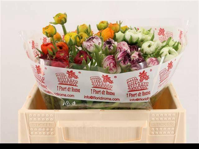 <h4>RAN GEM IN BOS</h4>