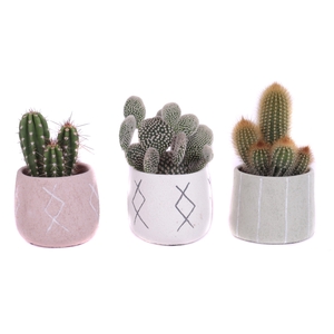 Cactus mix 5,5 cm in tuvalu pot