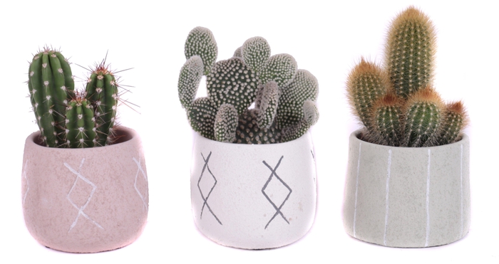 <h4>Cactus mix 5,5 cm in tuvalu pot</h4>