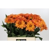 Dahlia Dr Phil