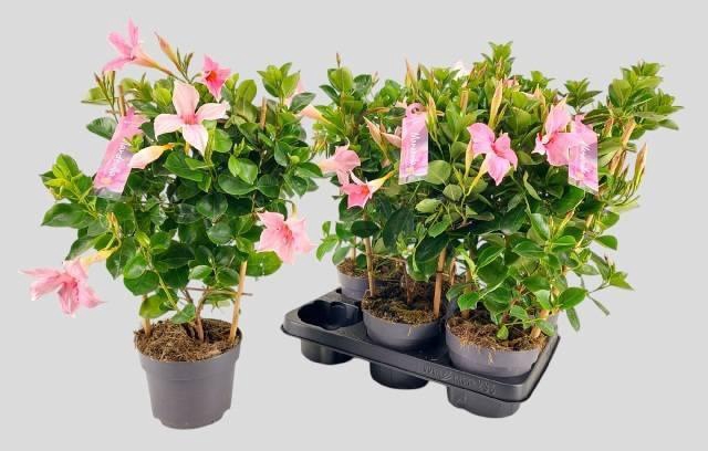 <h4>MANDE SUN CR PINK</h4>