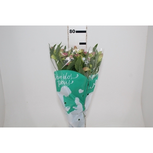 ALSTROEMERIA CHANEL 080 CM