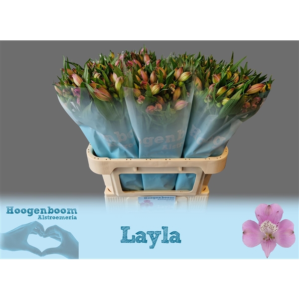 <h4>Alstroemeria Layla 90 gram</h4>