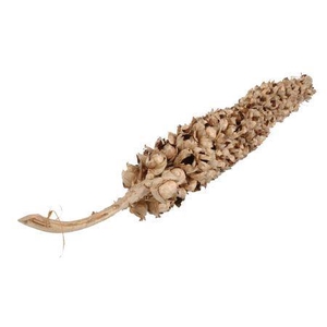 Branch Coco Torch D. Cacha H180/210