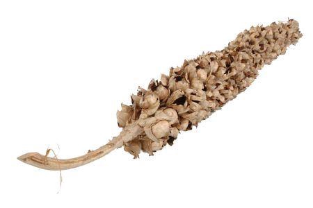 Branch Coco Torch D. Cacha H180/210