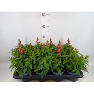 Antirrhinum majus   ...