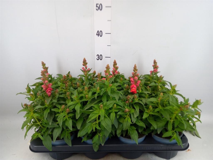 <h4>Antirrhinum majus   ...</h4>