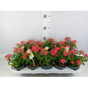 Catharanthus ros. 'Soiree Cerise E'