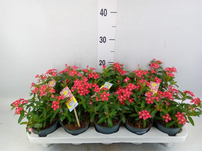 <h4>Catharanthus ros. 'Soiree Cerise E'</h4>