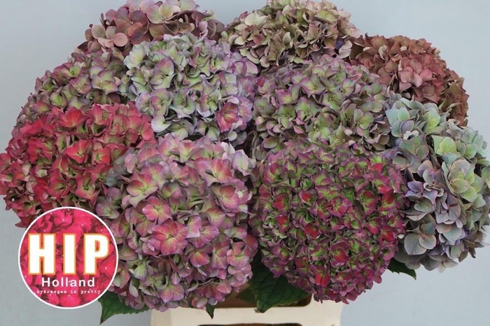 <h4>HYDR M CH RODEO CL</h4>