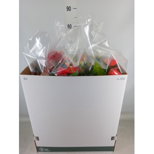 Anthurium   ...mix