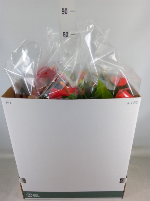 <h4>Anthurium   ...mix</h4>