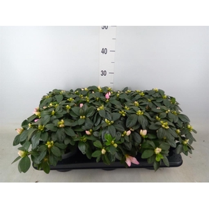 Rhododendron sim.   ...