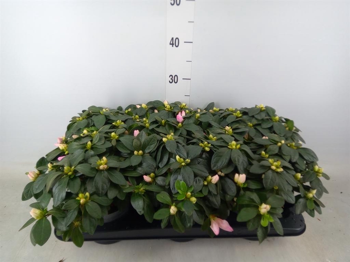 <h4>Rhododendron sim.   ...</h4>