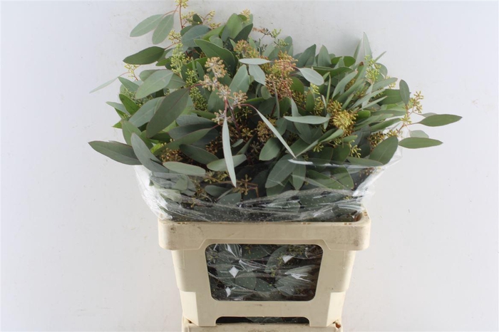 <h4>Euca Populus Berry 200 Gram</h4>