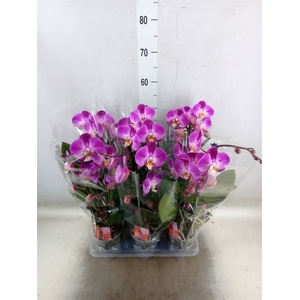 Phalaenopsis  'Elegant Cascade'