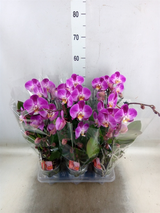 <h4>Phalaenopsis  'Elegant Cascade'</h4>