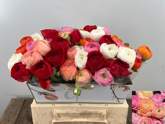 <h4>Ran Gem In Bos</h4>