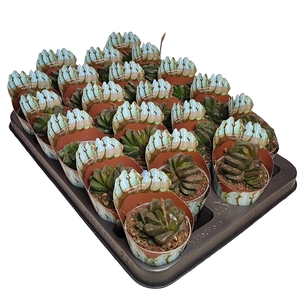 HAWORTHIA TRUNCATA - POT Ø 6,5 SHAPED POTCOVER - TRAY 20 PCS (SUCCULENTEN)