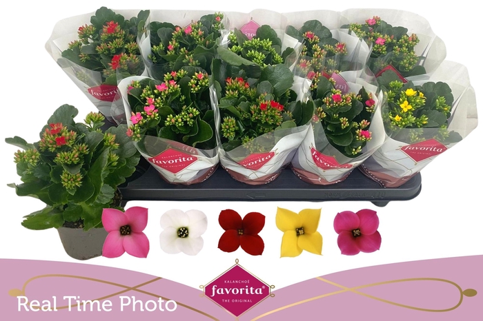 <h4>KAL EN GEM 5 KL</h4>