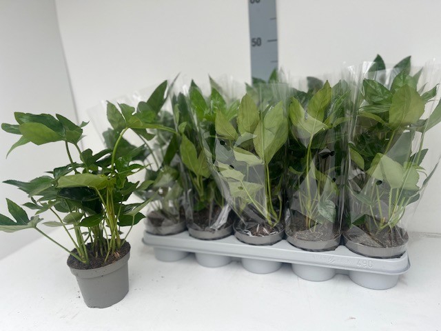 FATSIA OV