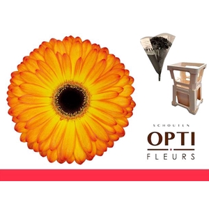 Gerbera Catwalk Water / Hoes