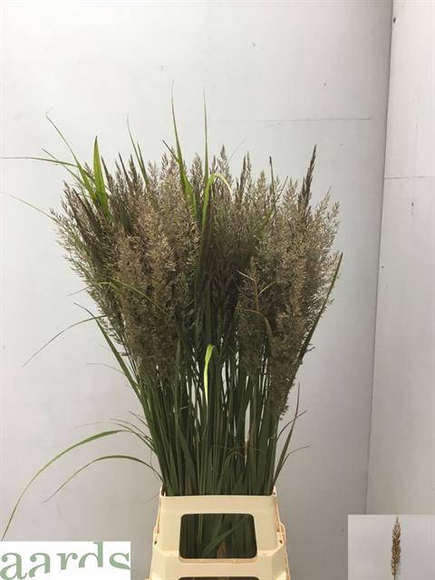 <h4>CALAMAGROSTIS BRACHY</h4>