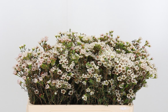 <h4>Chame Un Ella</h4>