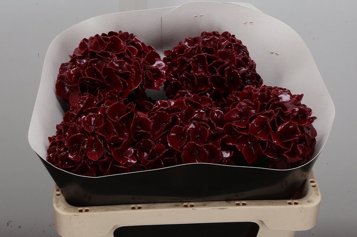 Wax Hydrangea Hydr Wax Paars XL