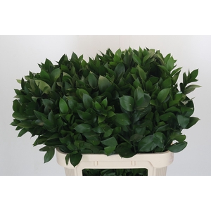 RUSCUS HYPOPHYLLUM
