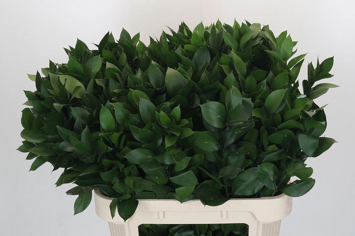 <h4>RUSCUS HYPOPHYLLUM</h4>