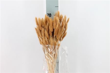 Dried Lagurus Bleached Cudio Bs