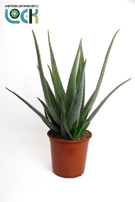 <h4>Aloe vera</h4>