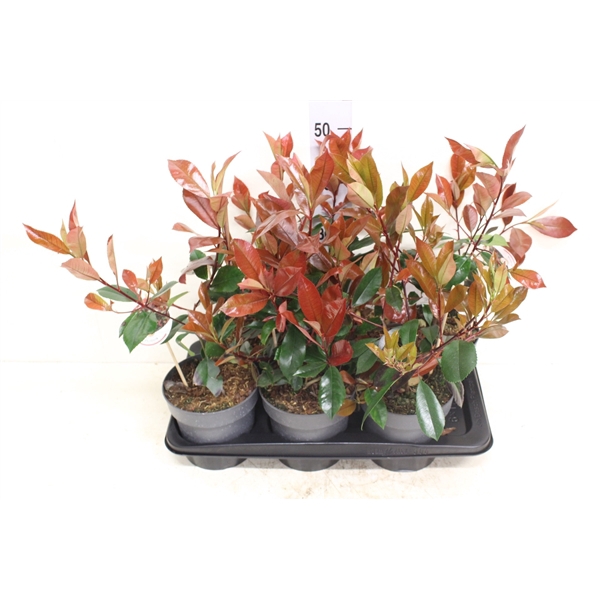 <h4>Photinia x fraseri 'Red Robin' P17 potgekweekt</h4>