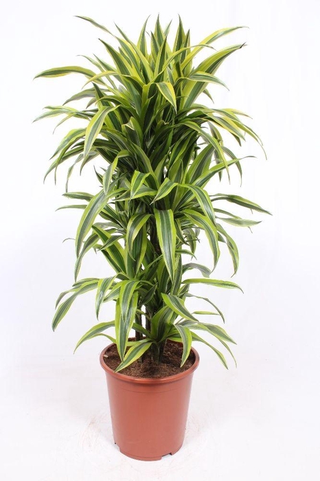 <h4>Dracaena Lemon Lime</h4>