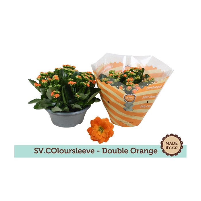 <h4>Kalanchoë Double Orange in SV.COloursleeve</h4>