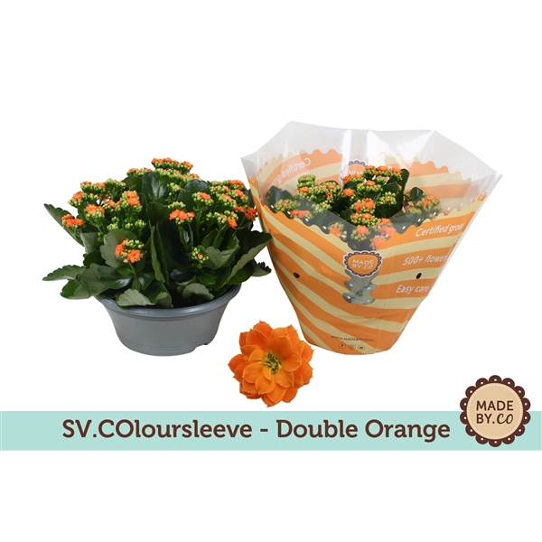 <h4>Kalanchoë Double Orange in SV.COloursleeve</h4>