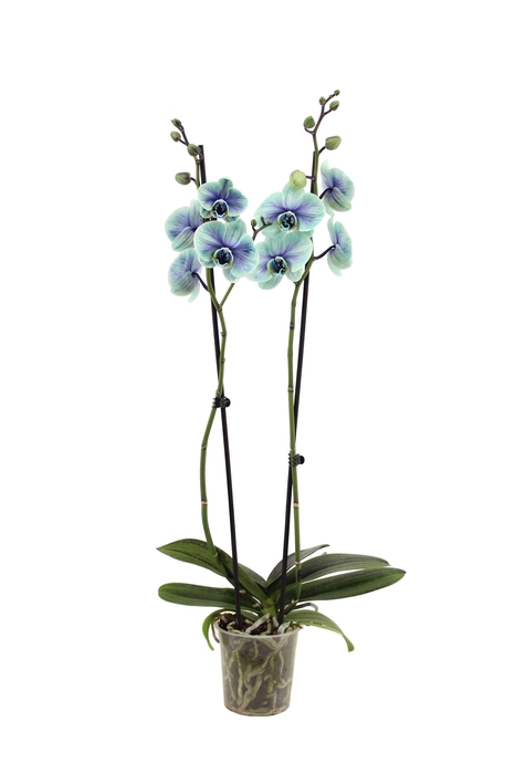 <h4>Phal I Am Northern Light 2T14+</h4>