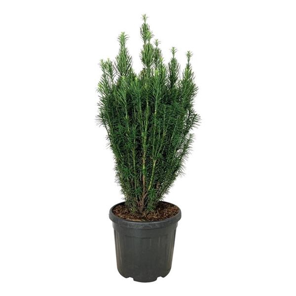<h4>Cephalotaxus h. 'Fastigiata'</h4>