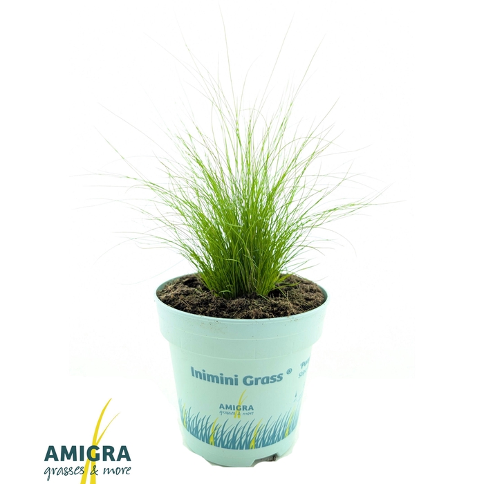 <h4>Stipa tenuifolia 'Ponytails'</h4>