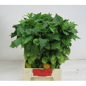 PHYSALIS LAMPION TAK