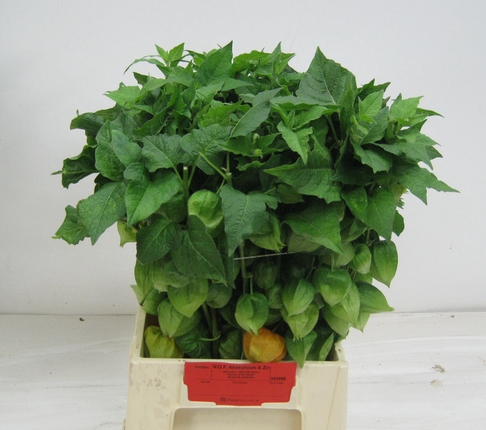 <h4>PHYSALIS LAMPION TAK</h4>
