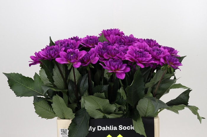 <h4>Dahlia Karma Lagoon</h4>